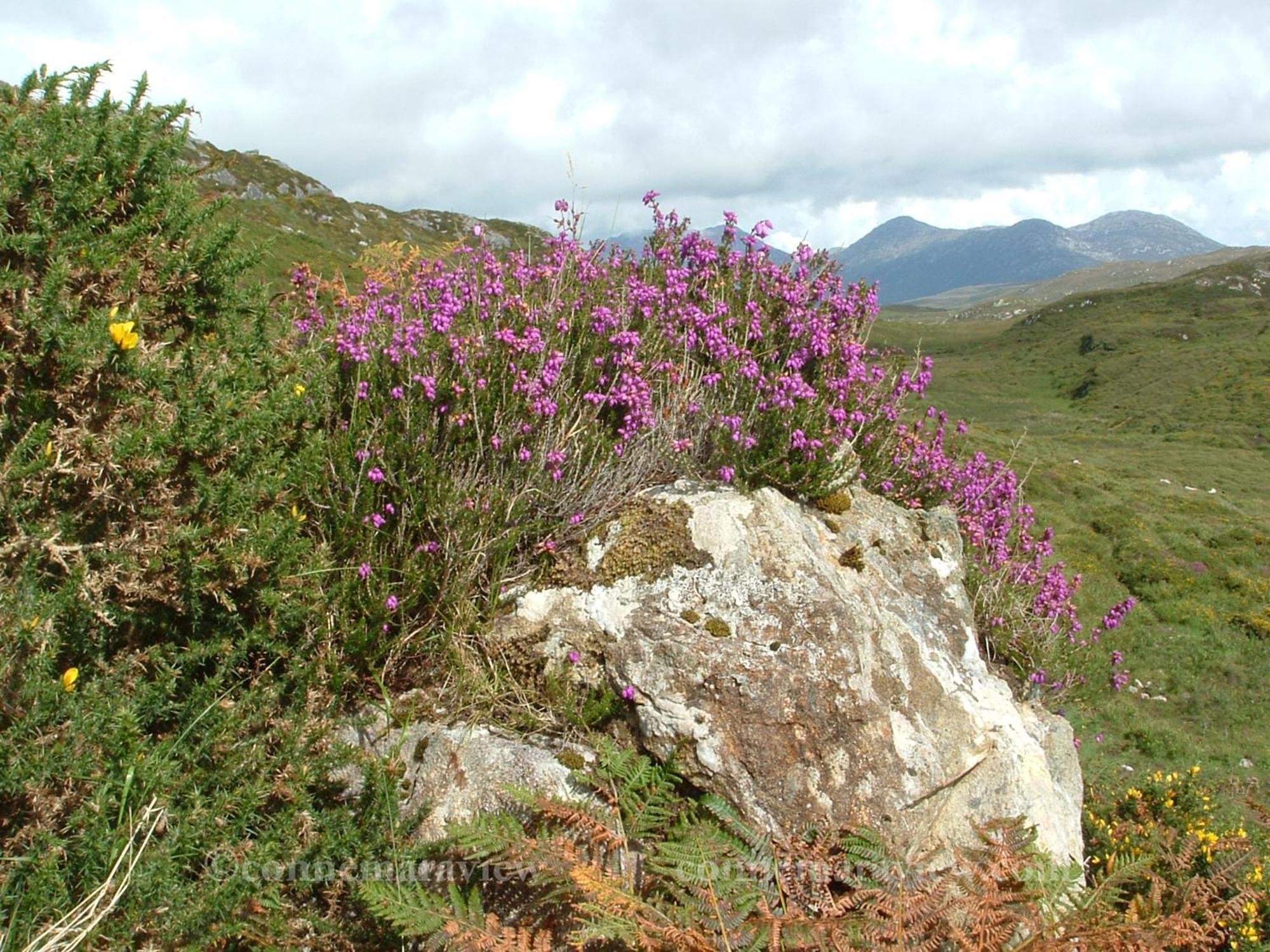 Apartment Errismore House Clifden